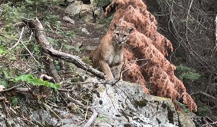 CPW Warns of Aggressive Mountain Lion Behavior in Deer Creek Canyon