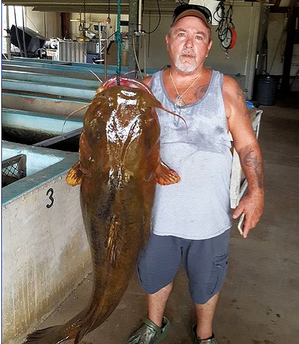 FWC Certifies New State Record Flathead Catfish 